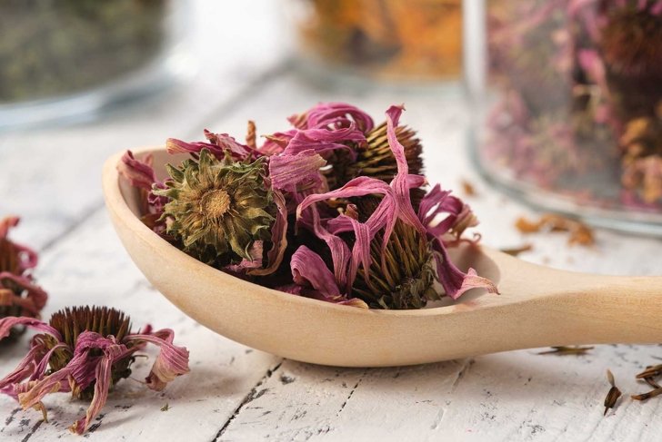 Wooden spoon of healthy echinacea petals and buds for making tea. Glass jars of dried coneflowers and medicinal herbs on background. Alternative medicine.