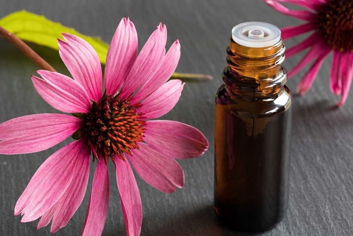 A bottle of echinacea essential oil with fresh echinacea flowers on a dark background