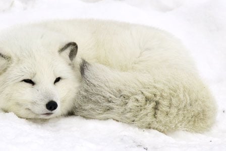 Wildlife Wednesday: Arctic Fox
