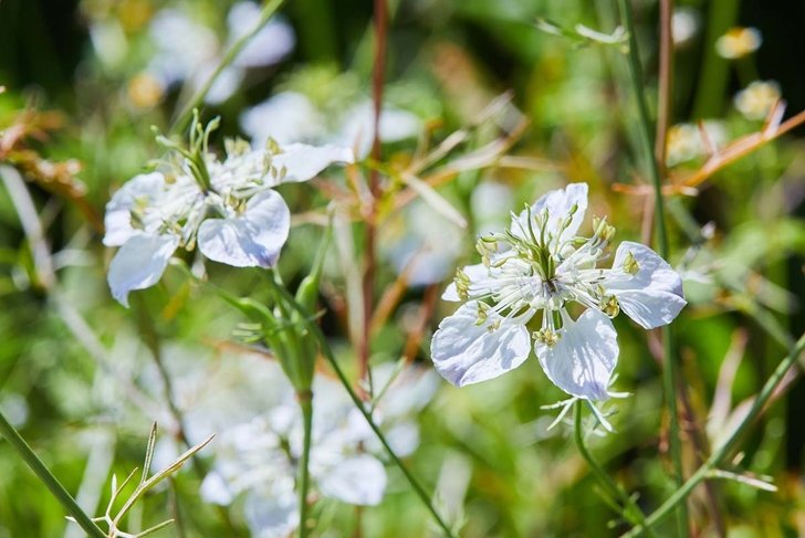 Nigella damascena flowering plant with different shades of blue flowers on small green shrub. Love-in-a-mist, Persian jewel flower