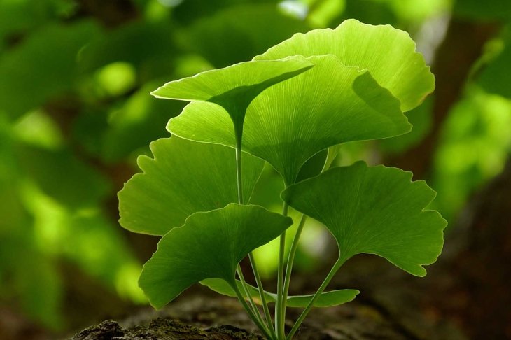 Selective focus of Ginkgo Biloba tree leaves & twig closeup. Beautiful bright yellow green leaves with soft blurry background. Represents herbal medicine concept, Natural medicine & homeopate concept
