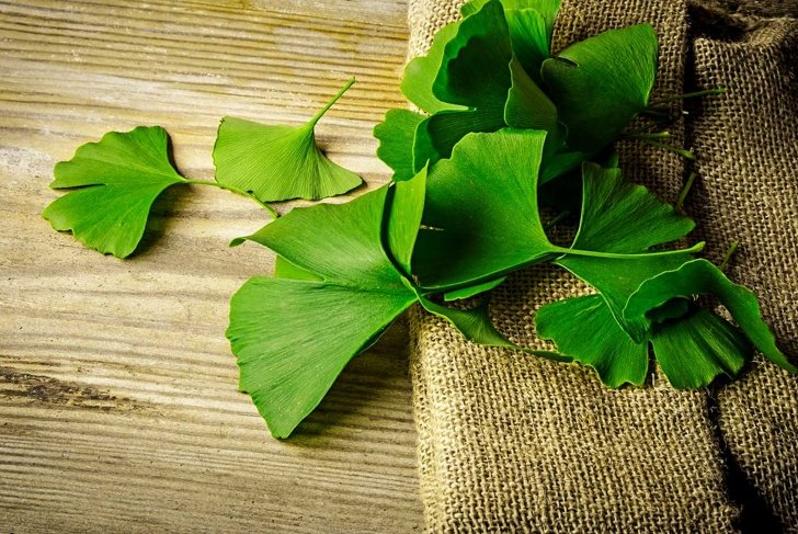 the background with fresh green Ginkgo biloba leaves