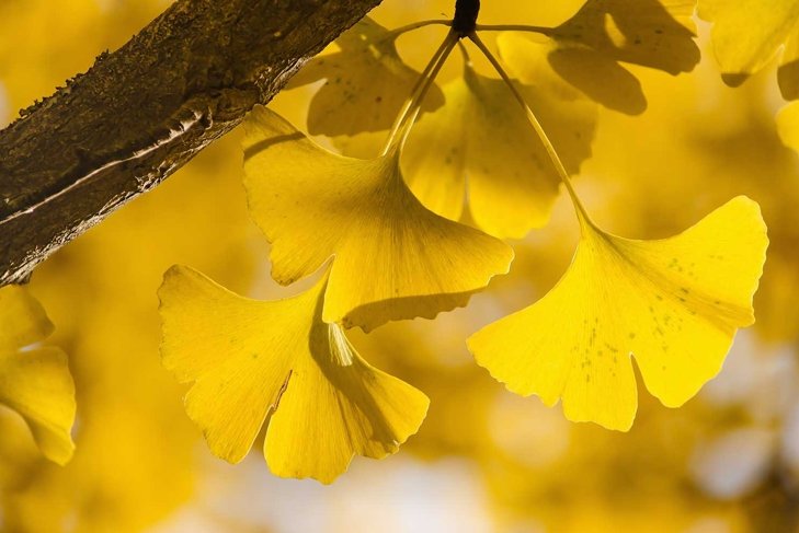 Yellow Ginko Biloba leaves on the branch