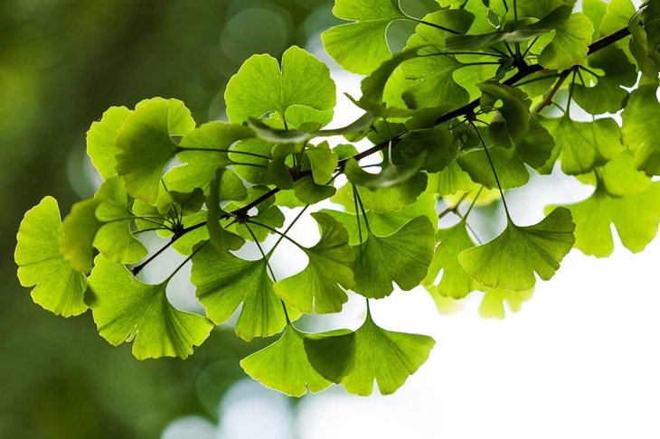 Ginkgo biloba green leaves on a tree in Yonghe Lamasery, Beijing, China.