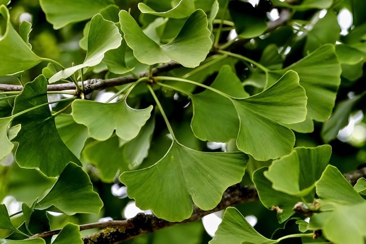 Leaves of the medicinal plant Gingko on a Gingko tree in summer, Gingko biloba