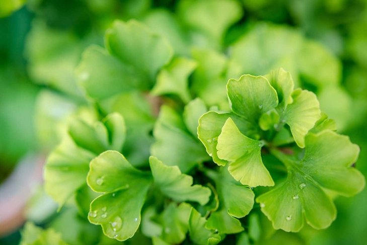 Macro of Gingko leaves with water