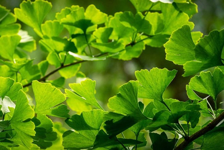 Close-up brightly green leaves of Ginkgo tree (Ginkgo biloba), known as ginkgo or gingko in soft focus against background of blurry foliage. Fresh wallpaper and nature background concept