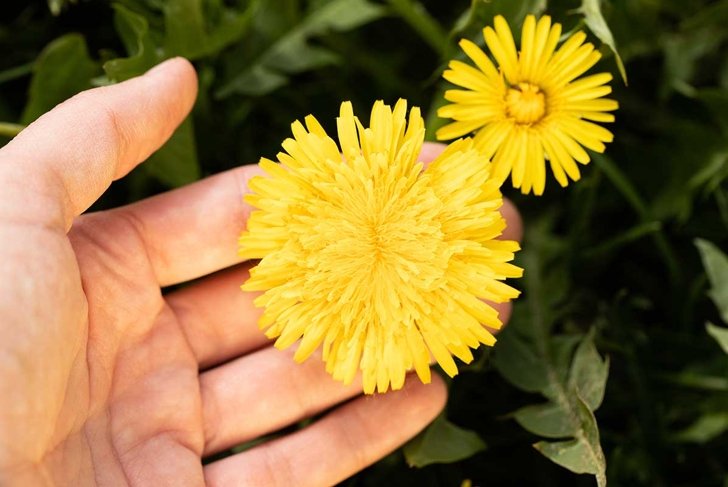 Close Up Of Yellow Dandelion Flower In Female Hand On Background Of Green Grass On Meadow Top View.