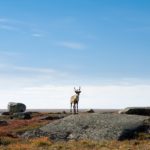 lone-caribou_306874646.jpg