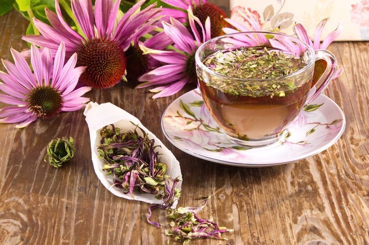Tea drink with Echinacea purpurea (Echinacea purpurea) dried folk medicine