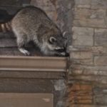 E-news-Mar1-raccoon-300×219.jpg