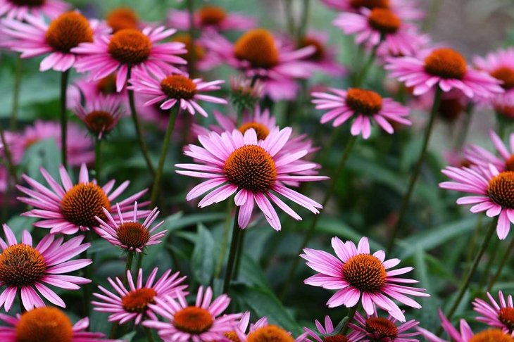 A vibrant growing patch of Echinacea Purpurea also known as Purple Coneflower.