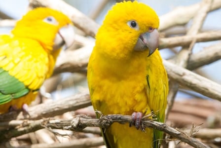 Wildlife Wednesday: Golden Parakeet
