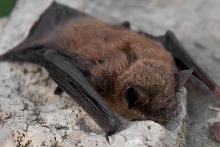 Wildlife Wednesday: Little Brown Bat
