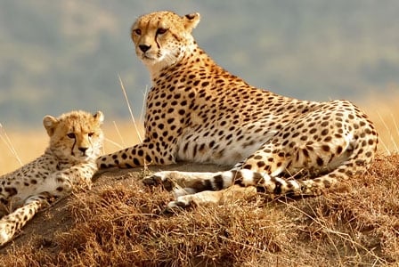 Wildlife Wednesday: Cheetah
