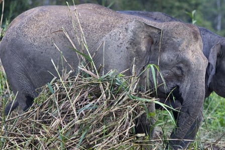 Wildlife Wednesday: Borneo Pygmy Elephant
