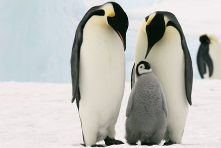 Wildlife Wednesday: Emperor Penguin
