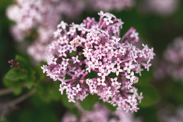 a close up of a Valerian plant in the spring